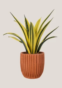 Snake Plant